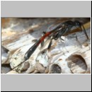 Gasteruption cf jaculator - Gichtwespe w02b 15mm.jpg